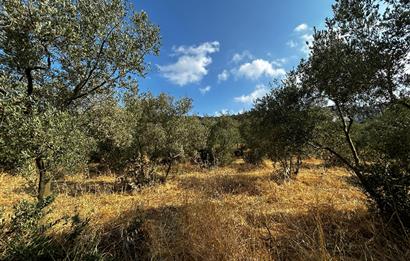 C21 Cius; Hasanağa Koy Üstü Ayrık Nizam 2 Kat 0.60 Emsal Arsa