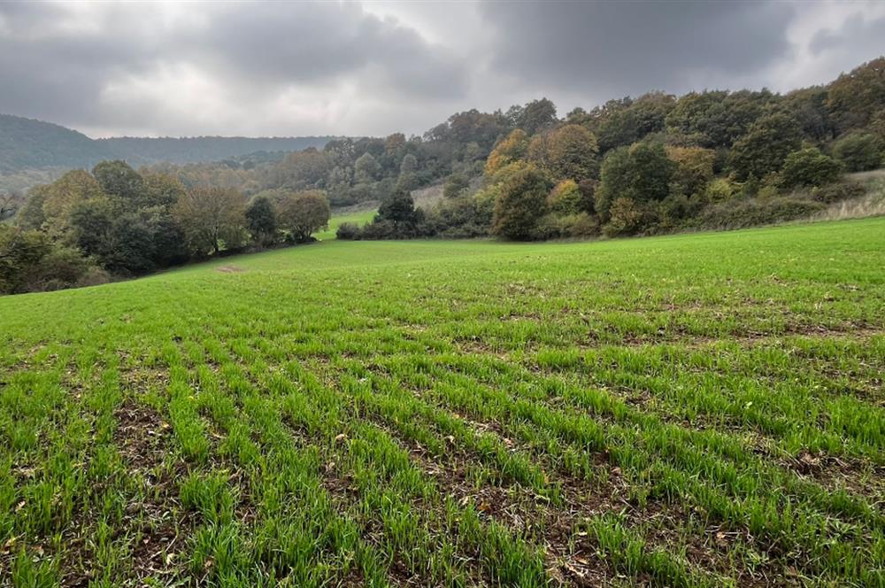 C21 BAL'DA ESKİMANYASTA ORMANA CEPHE 13.434 m² YOLU OlAN TARLA