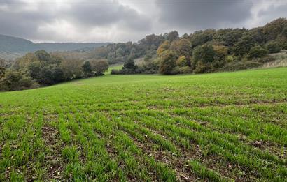 C21 BAL'DA ESKİMANYASTA ORMANA CEPHE 13.434 m² YOLU OlAN TARLA