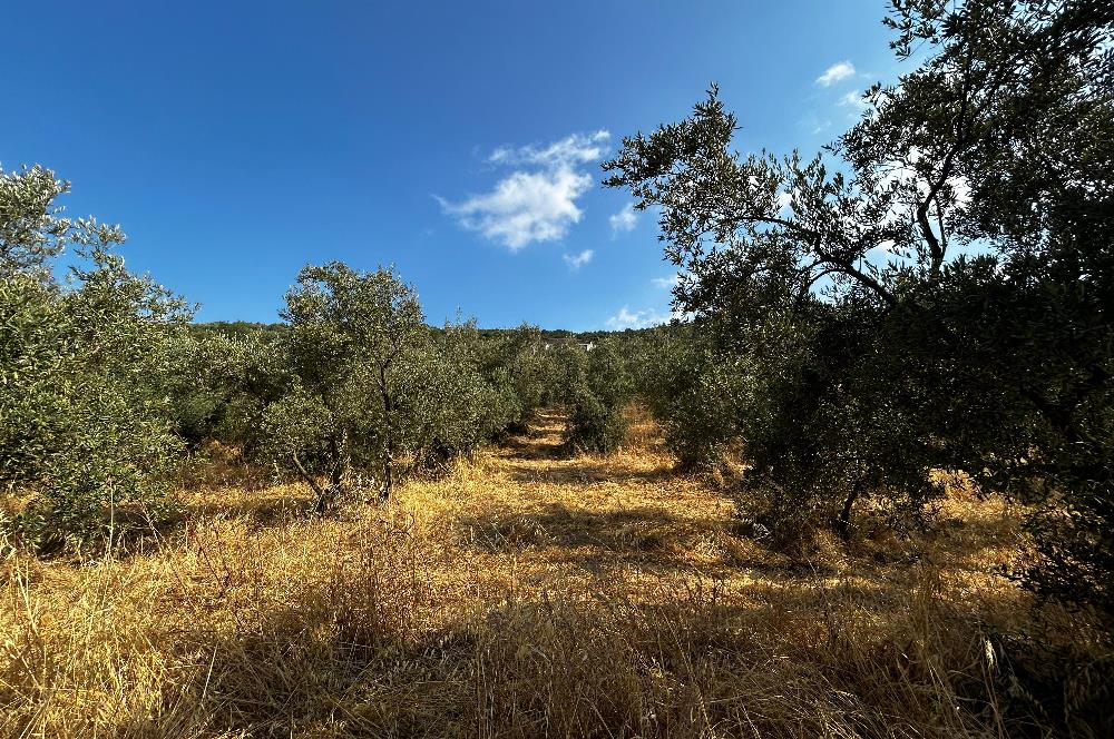 C21 Cius; Hasanağa Koy Üstü Ayrık Nizam 2 Kat 0.60 Emsal Arsa