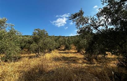 C21 Cius; Hasanağa Koy Üstü Ayrık Nizam 2 Kat 0.60 Emsal Arsa