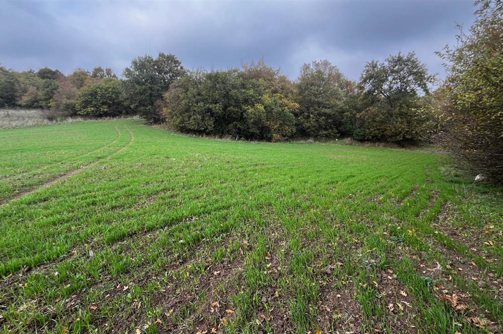 C21 BAL'DA ESKİMANYASTA ORMANA CEPHE 13.434 m² YOLU OlAN TARLA
