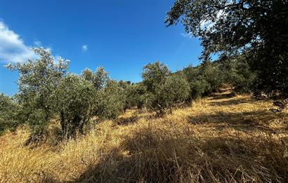 C21 Cius; Hasanağa Koy Üstü Ayrık Nizam 2 Kat 0.60 Emsal Arsa