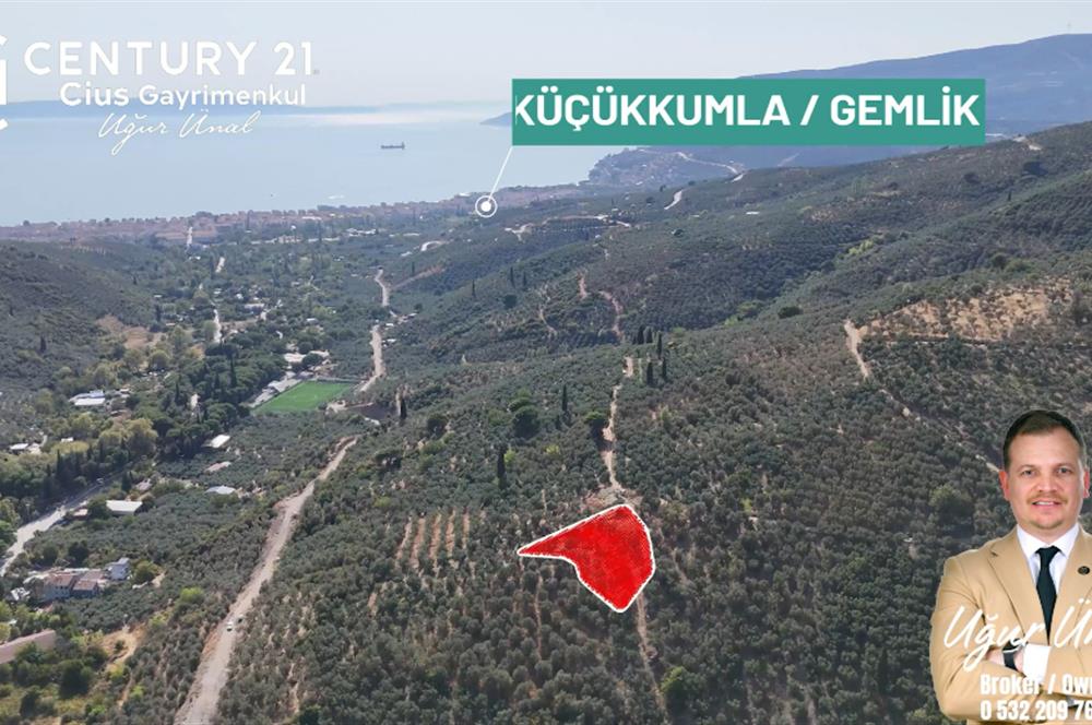 C21Cius: Kumla Köy Üstü 2 Ayrı Tapulu 2581 m2 Zeytinlik