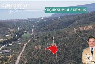 C21Cius: Kumla Köy Üstü 2 Ayrı Tapulu 2581 m2 Zeytinlik - 1 - 29448