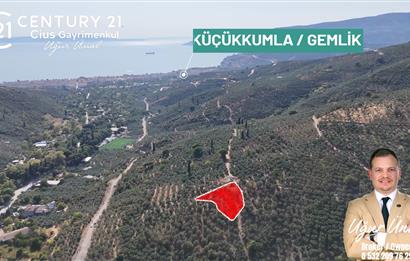 C21Cius: Kumla Köy Üstü 2 Ayrı Tapulu 2581 m2 Zeytinlik