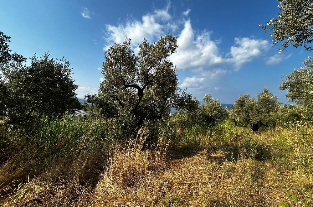 C21 Cius; Hasanağa Cad. Cephe Ayrık Nizam 2 Kat 0.60 Emsal Arsa