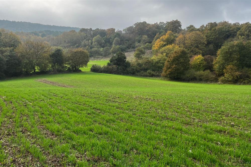 C21 BAL'DA ESKİMANYASTA ORMANA CEPHE 13.434 m² YOLU OlAN TARLA