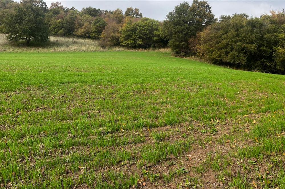 C21 BAL'DA ESKİMANYASTA ORMANA CEPHE 13.434 m² YOLU OlAN TARLA