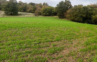 C21 BAL'DA ESKİMANYASTA ORMANA CEPHE 13.434 m² YOLU OlAN TARLA