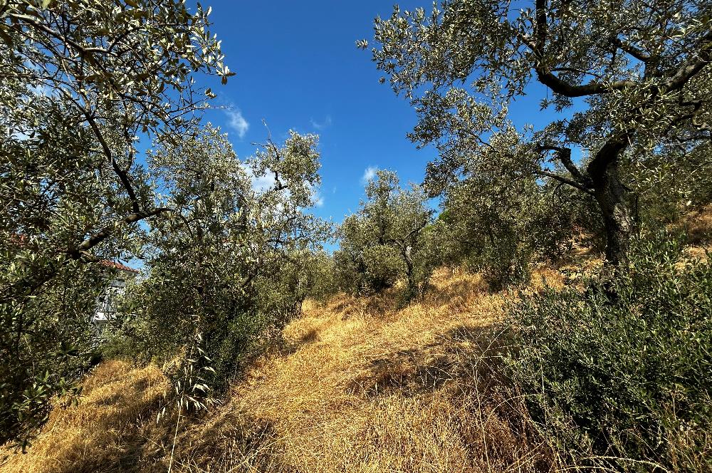C21 Cius; Hasanağa Koy Üstü Ayrık Nizam 6 Kat 1.60 Emsal Arsa