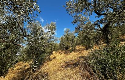 C21 Cius; Hasanağa Koy Üstü Ayrık Nizam 6 Kat 1.60 Emsal Arsa