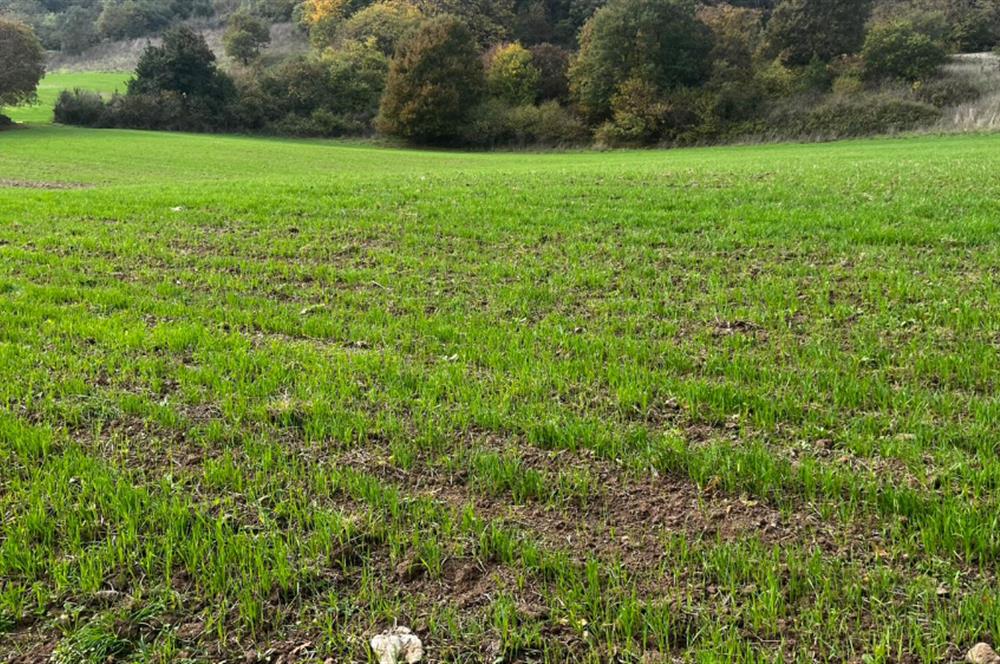 C21 BAL'DA ESKİMANYASTA ORMANA CEPHE 13.434 m² YOLU OlAN TARLA