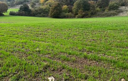 C21 BAL'DA ESKİMANYASTA ORMANA CEPHE 13.434 m² YOLU OlAN TARLA