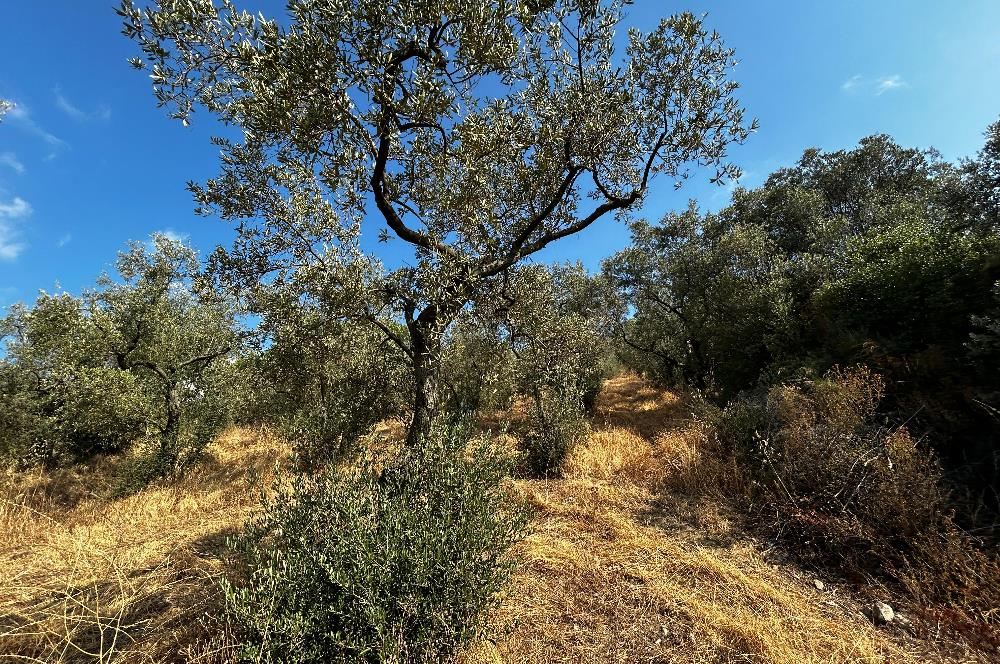 C21 Cius; Hasanağa Koy Üstü Ayrık Nizam 6 Kat 1.60 Emsal Arsa