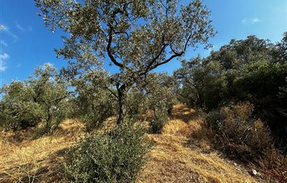 C21 Cius; Hasanağa Koy Üstü Ayrık Nizam 6 Kat 1.60 Emsal Arsa
