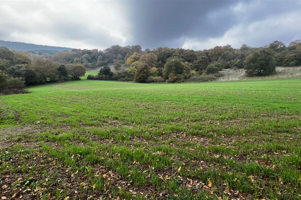 C21 BAL'DA ESKİMANYASTA ORMANA CEPHE 13.434 m² YOLU OlAN TARLA