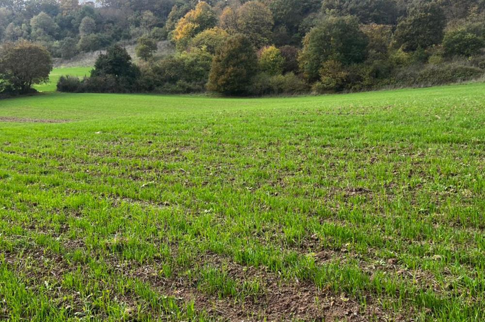 C21 BAL'DA ESKİMANYASTA ORMANA CEPHE 13.434 m² YOLU OlAN TARLA