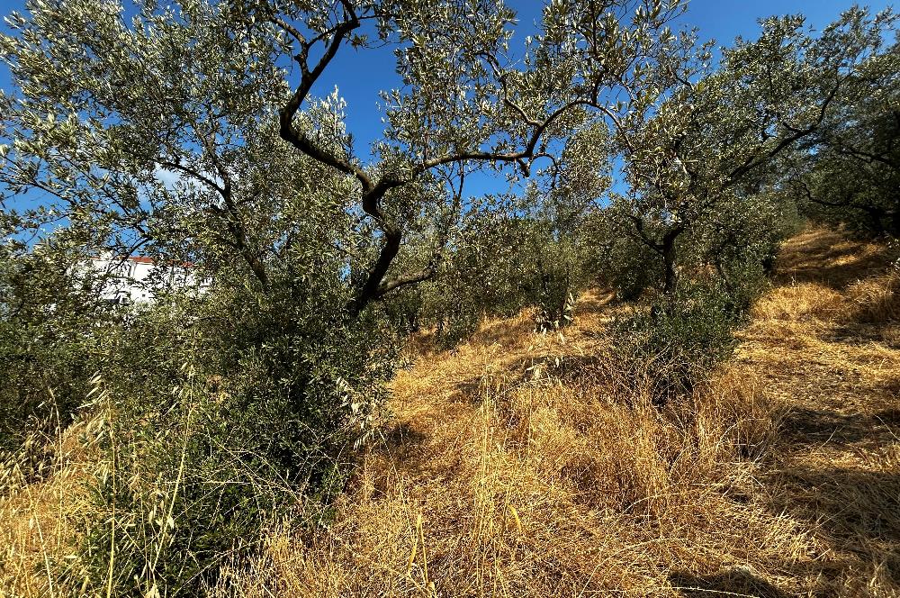 C21 Cius; Hasanağa Koy Üstü Ayrık Nizam 6 Kat 1.60 Emsal Arsa