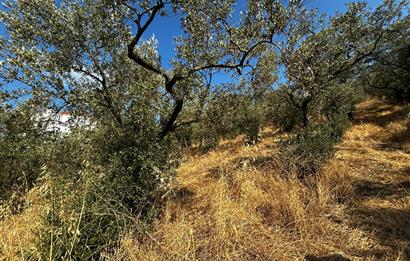C21 Cius; Hasanağa Koy Üstü Ayrık Nizam 6 Kat 1.60 Emsal Arsa