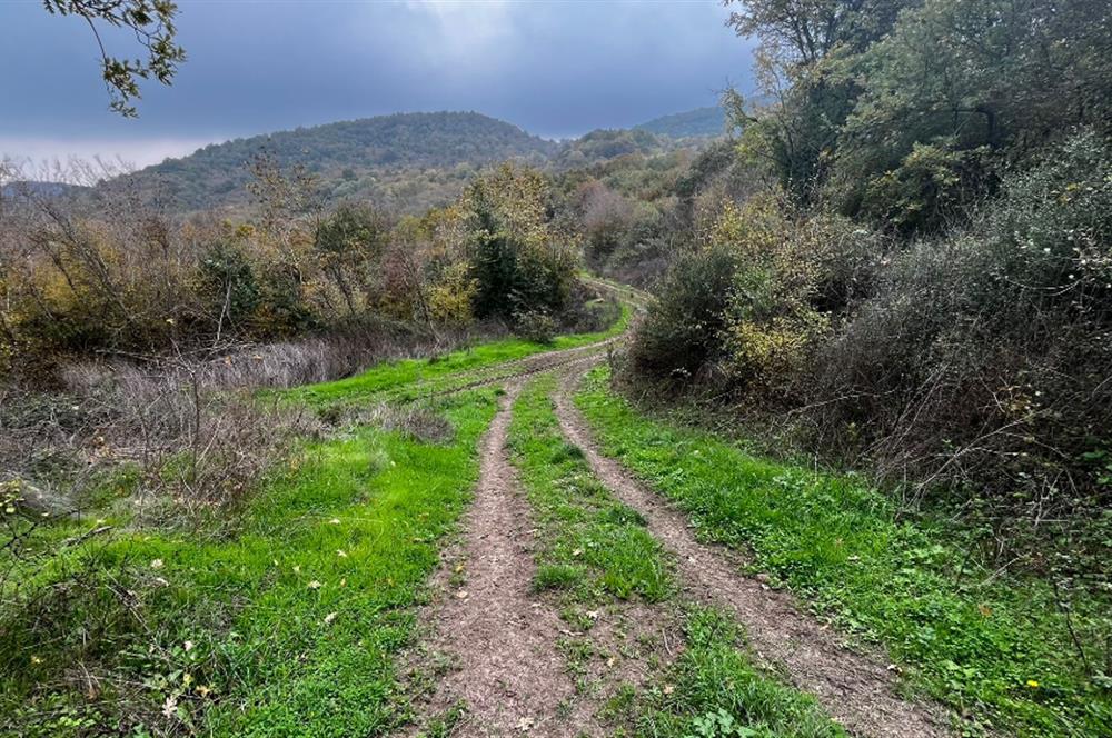 C21 BAL'DA ESKİMANYASTA ORMANA CEPHE 13.434 m² YOLU OlAN TARLA