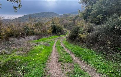 C21 BAL'DA ESKİMANYASTA ORMANA CEPHE 13.434 m² YOLU OlAN TARLA