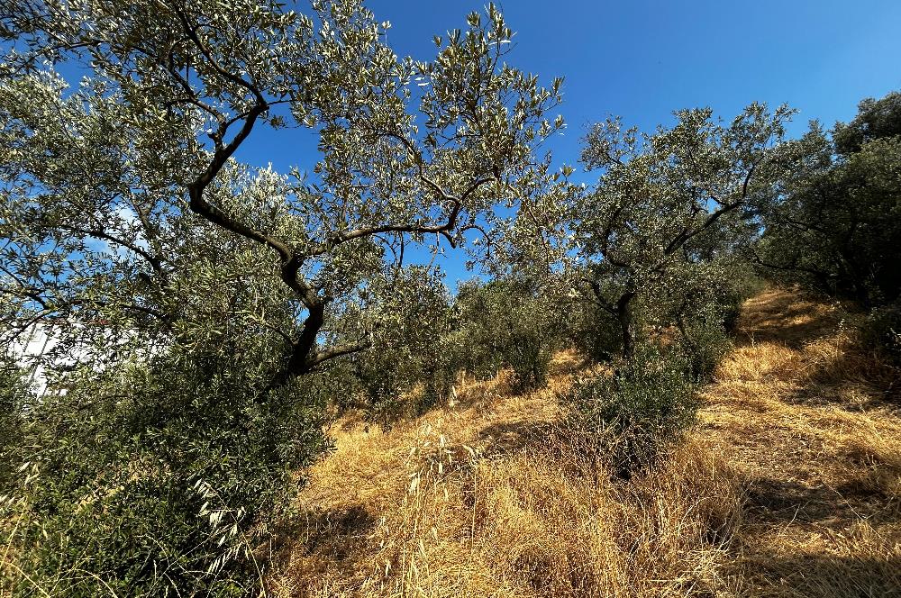 C21 Cius; Hasanağa Koy Üstü Ayrık Nizam 6 Kat 1.60 Emsal Arsa