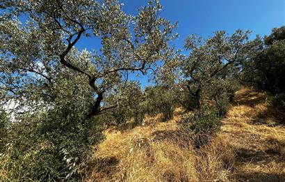 C21 Cius; Hasanağa Koy Üstü Ayrık Nizam 6 Kat 1.60 Emsal Arsa