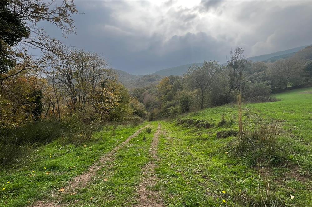 C21 BAL'DA ESKİMANYASTA ORMANA CEPHE 13.434 m² YOLU OlAN TARLA