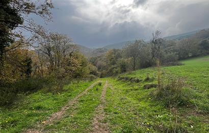 C21 BAL'DA ESKİMANYASTA ORMANA CEPHE 13.434 m² YOLU OlAN TARLA