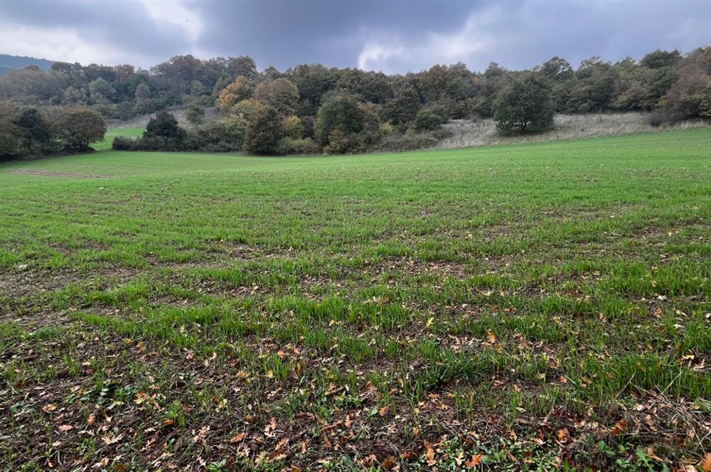 C21 BAL'DA ESKİMANYASTA ORMANA CEPHE 13.434 m² YOLU OlAN TARLA