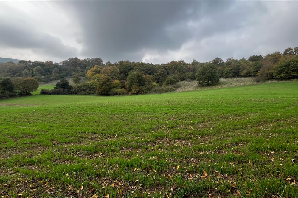 C21 BAL'DA ESKİMANYASTA ORMANA CEPHE 13.434 m² YOLU OlAN TARLA