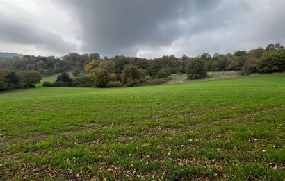 C21 BAL'DA ESKİMANYASTA ORMANA CEPHE 13.434 m² YOLU OlAN TARLA