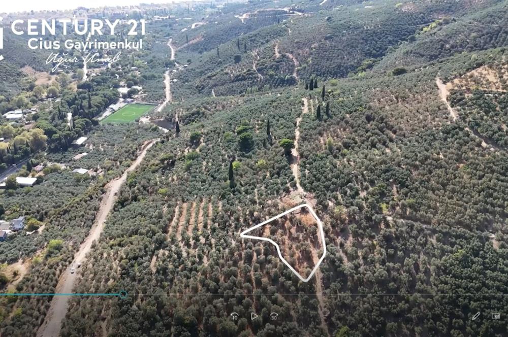 C21Cius: Kumla Köy Üstü 2 Ayrı Tapulu 2581 m2 Zeytinlik