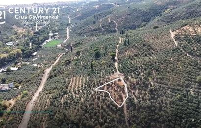 C21Cius: Kumla Köy Üstü 2 Ayrı Tapulu 2581 m2 Zeytinlik