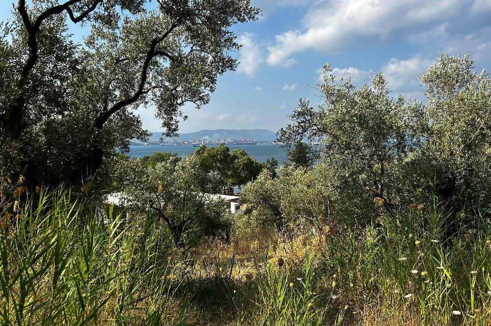 C21 Cius; Hasanağa Cad. Cephe Ayrık Nizam 2 Kat 0.60 Emsal Arsa