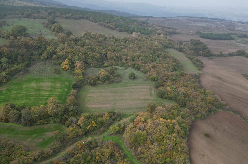 C21 BAL'DA ESKİMANYASTA ORMANA CEPHE 13.434 m² YOLU OlAN TARLA