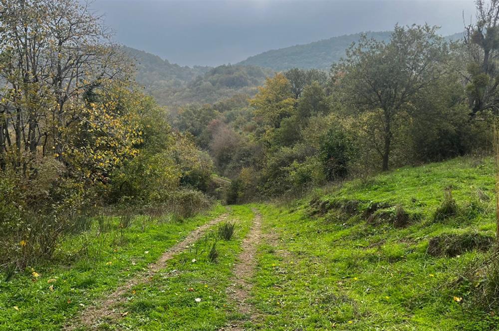 C21 BAL'DA ESKİMANYASTA ORMANA CEPHE 13.434 m² YOLU OlAN TARLA