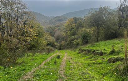 C21 BAL'DA ESKİMANYASTA ORMANA CEPHE 13.434 m² YOLU OlAN TARLA