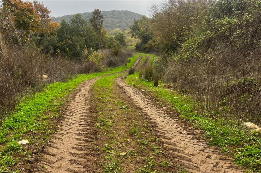 C21 BAL'DA ESKİMANYASTA ORMANA CEPHE 13.434 m² YOLU OlAN TARLA