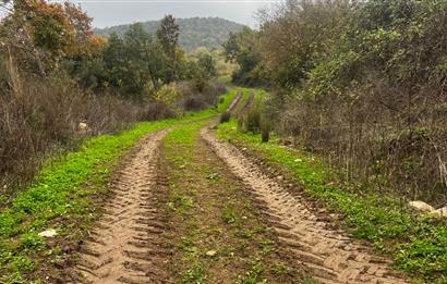 C21 BAL'DA ESKİMANYASTA ORMANA CEPHE 13.434 m² YOLU OlAN TARLA