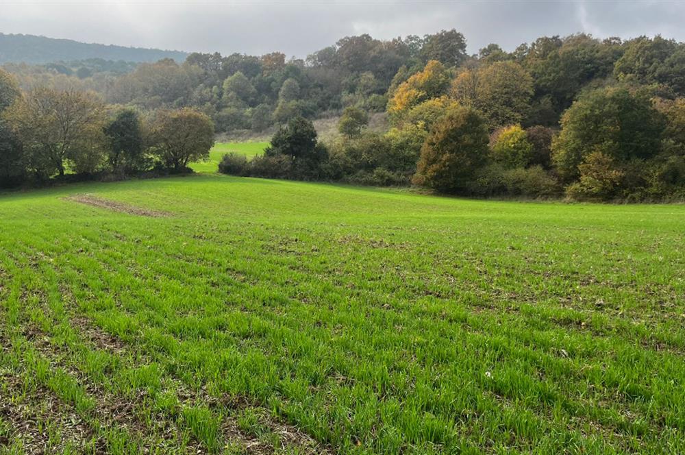 C21 BAL'DA ESKİMANYASTA ORMANA CEPHE 13.434 m² YOLU OlAN TARLA