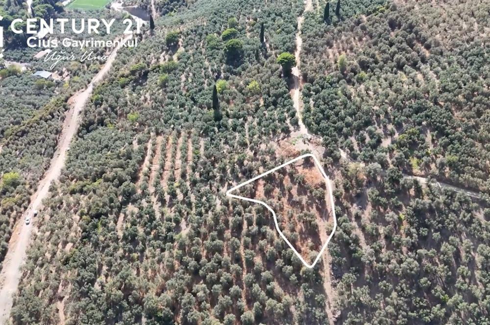 C21Cius: Kumla Köy Üstü 2 Ayrı Tapulu 2581 m2 Zeytinlik