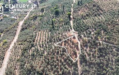 C21Cius: Kumla Köy Üstü 2 Ayrı Tapulu 2581 m2 Zeytinlik