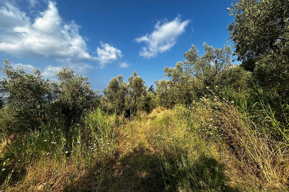 C21 Cius; Hasanağa Cad. Cephe Ayrık Nizam 2 Kat 0.60 Emsal Arsa