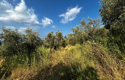 C21 Cius; Hasanağa Cad. Cephe Ayrık Nizam 2 Kat 0.60 Emsal Arsa