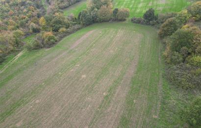 C21 BAL'DA ESKİMANYASTA ORMANA CEPHE 13.434 m² YOLU OlAN TARLA