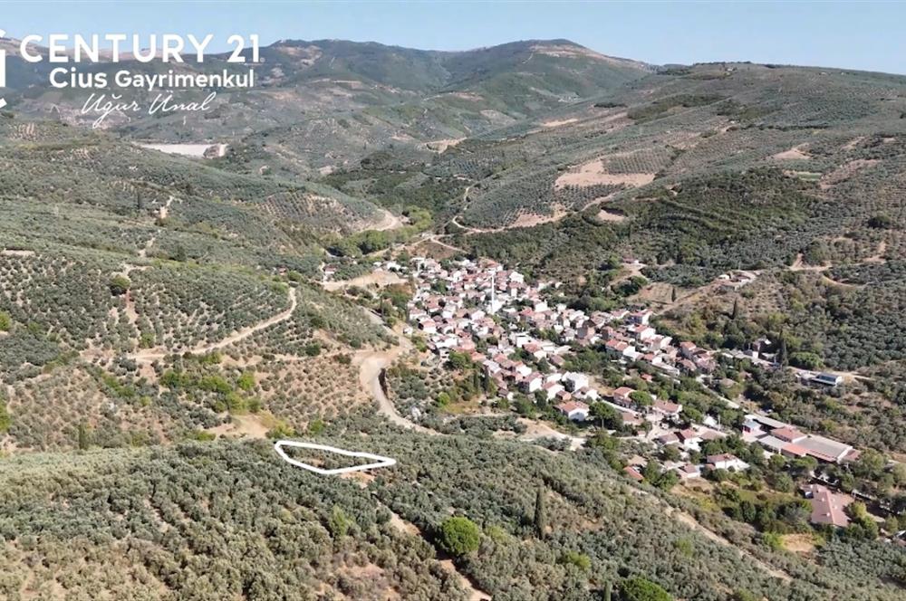 C21Cius: Kumla Köy Üstü 2 Ayrı Tapulu 2581 m2 Zeytinlik