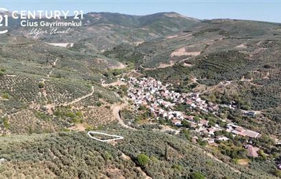 C21Cius: Kumla Köy Üstü 2 Ayrı Tapulu 2581 m2 Zeytinlik