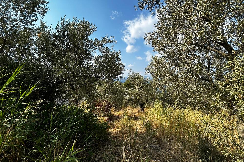 C21 Cius; Hasanağa Cad. Cephe Ayrık Nizam 2 Kat 0.60 Emsal Arsa